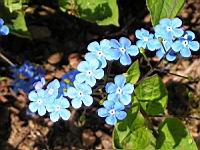 Brunnera Macrophylla (fam. Boraginacees) (02) (Photo F. Mrugala)